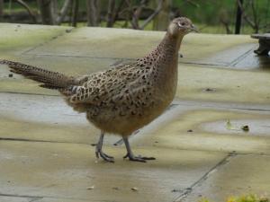Pheasant hen 1